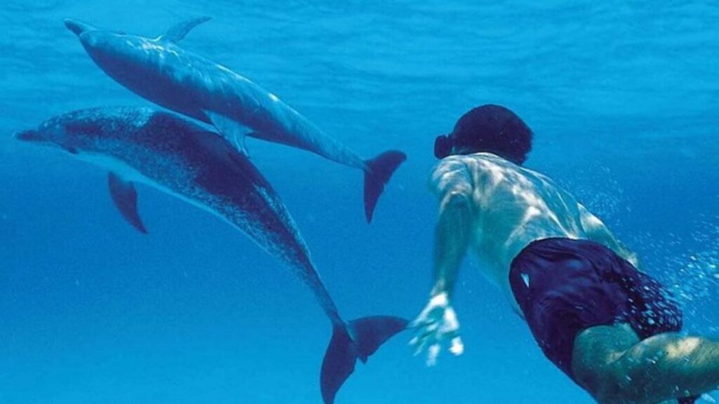 Snorkel con delfines