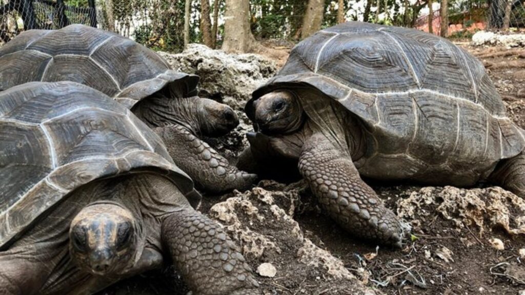 prison island, tortugas gigantes