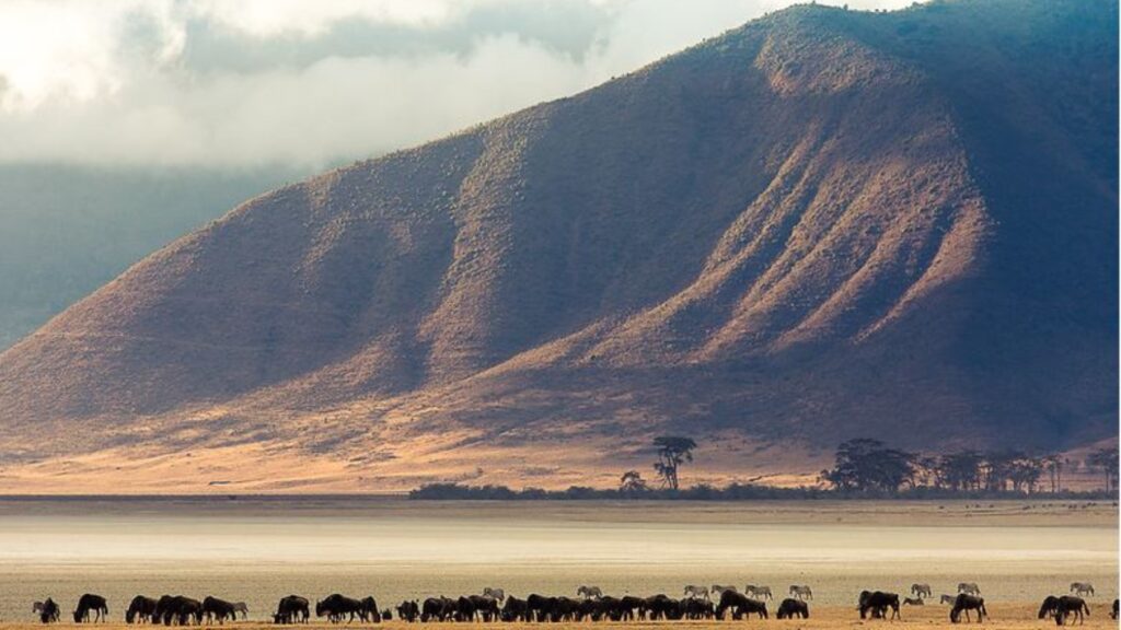 el Cráter del Ngorongoro en Zanzíbar. Animales salvajes en libertad