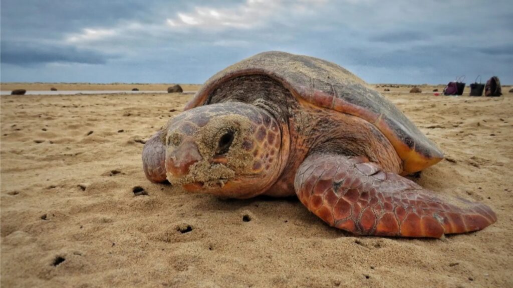 Tortuga marina en Cabo Verde