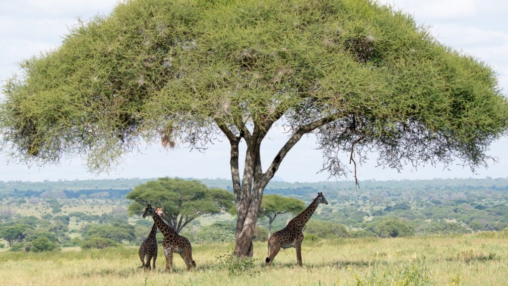 Safari en Zanzíbar. Jirafas en libertad. bajo la sombra de un árbol