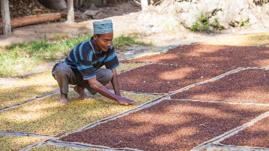Visita a plantación de especias en Zanzíbar. hombre local está cultivando semillas
